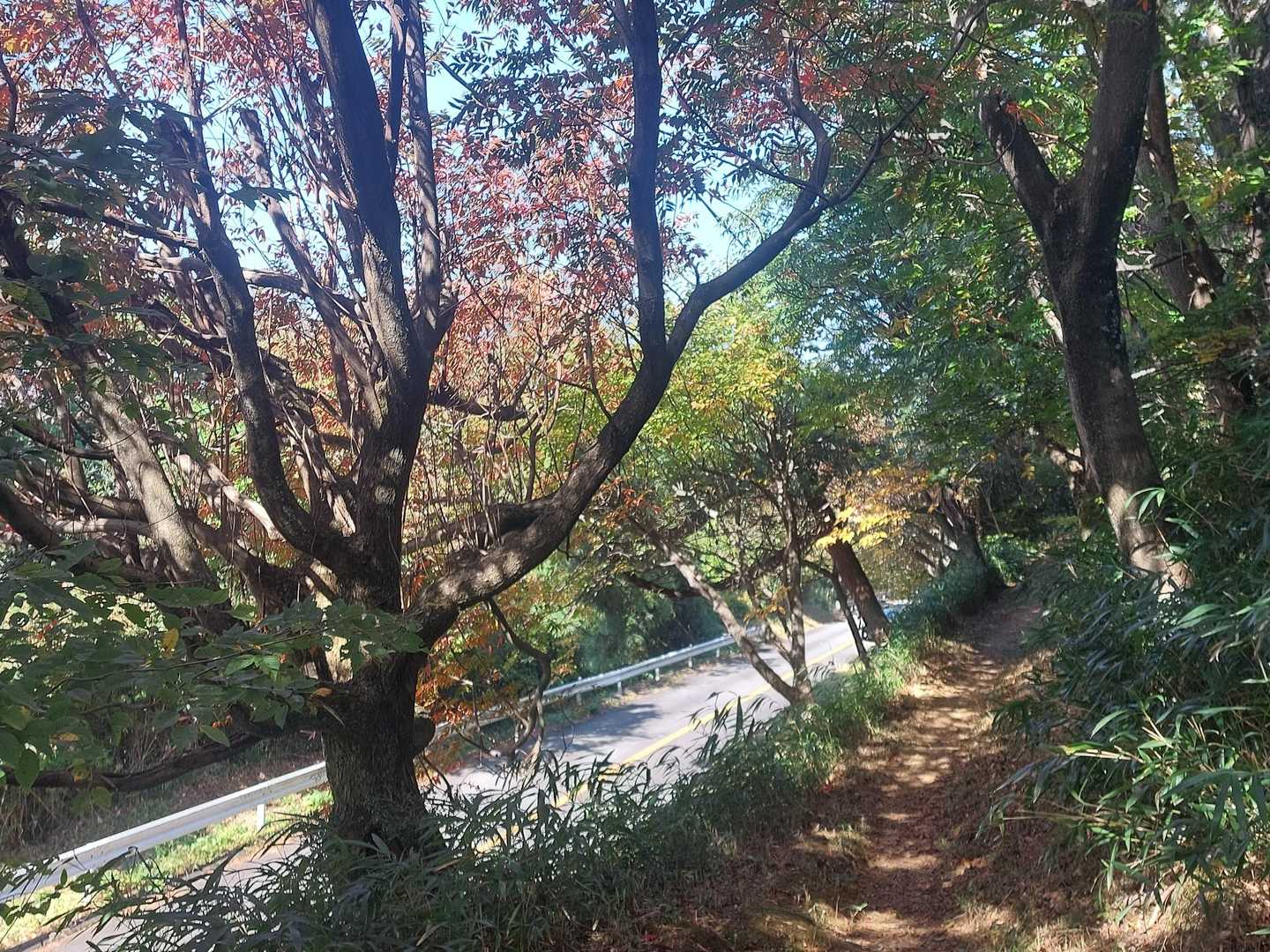 気持ち良い並走🍁
