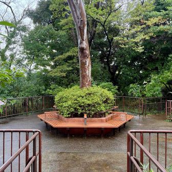 ここがピークの展望台。ここも行った筈なんだが…