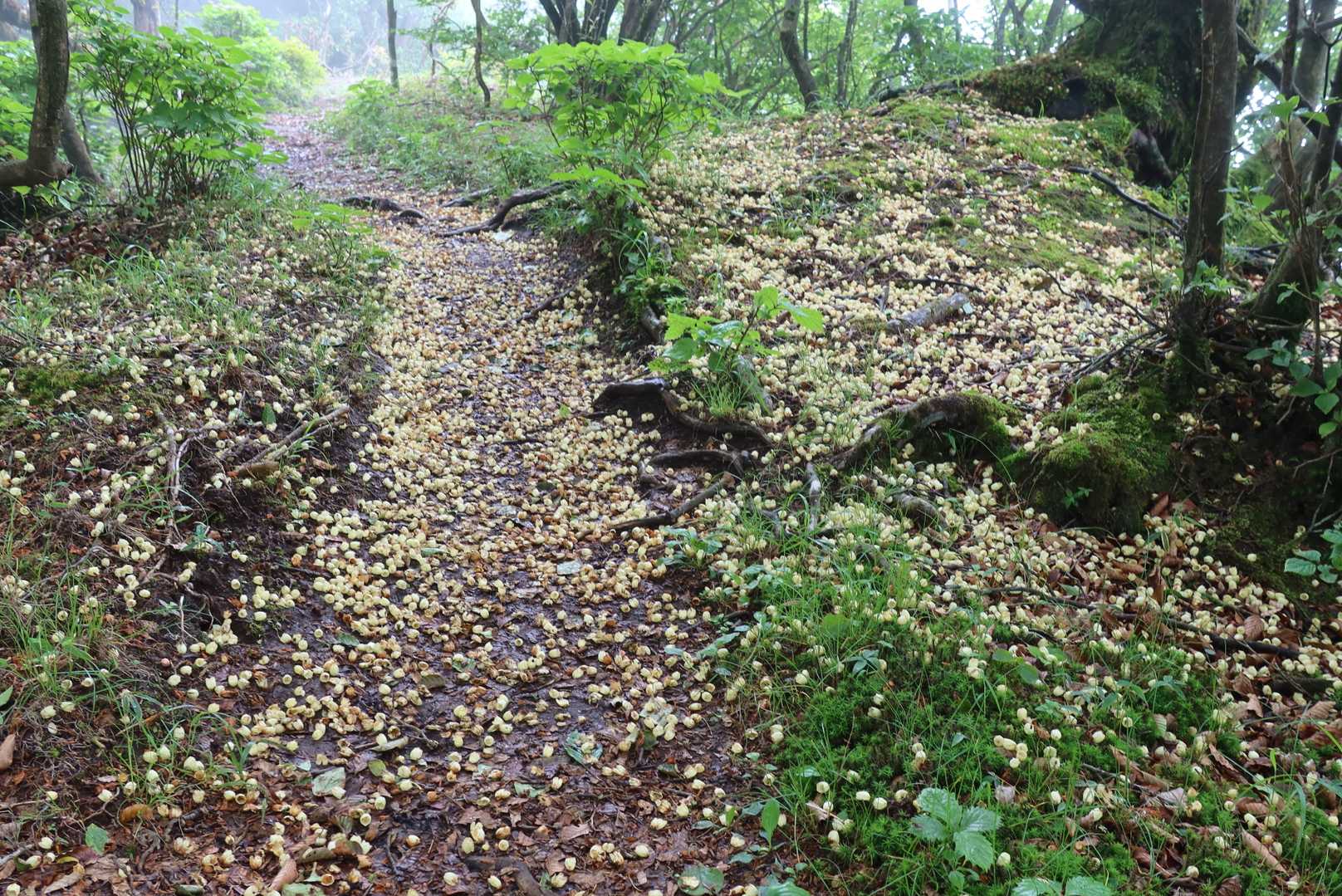 稜線のドウダンツツジじゅうたん道