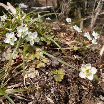 キタヤマオウレンの群生💕