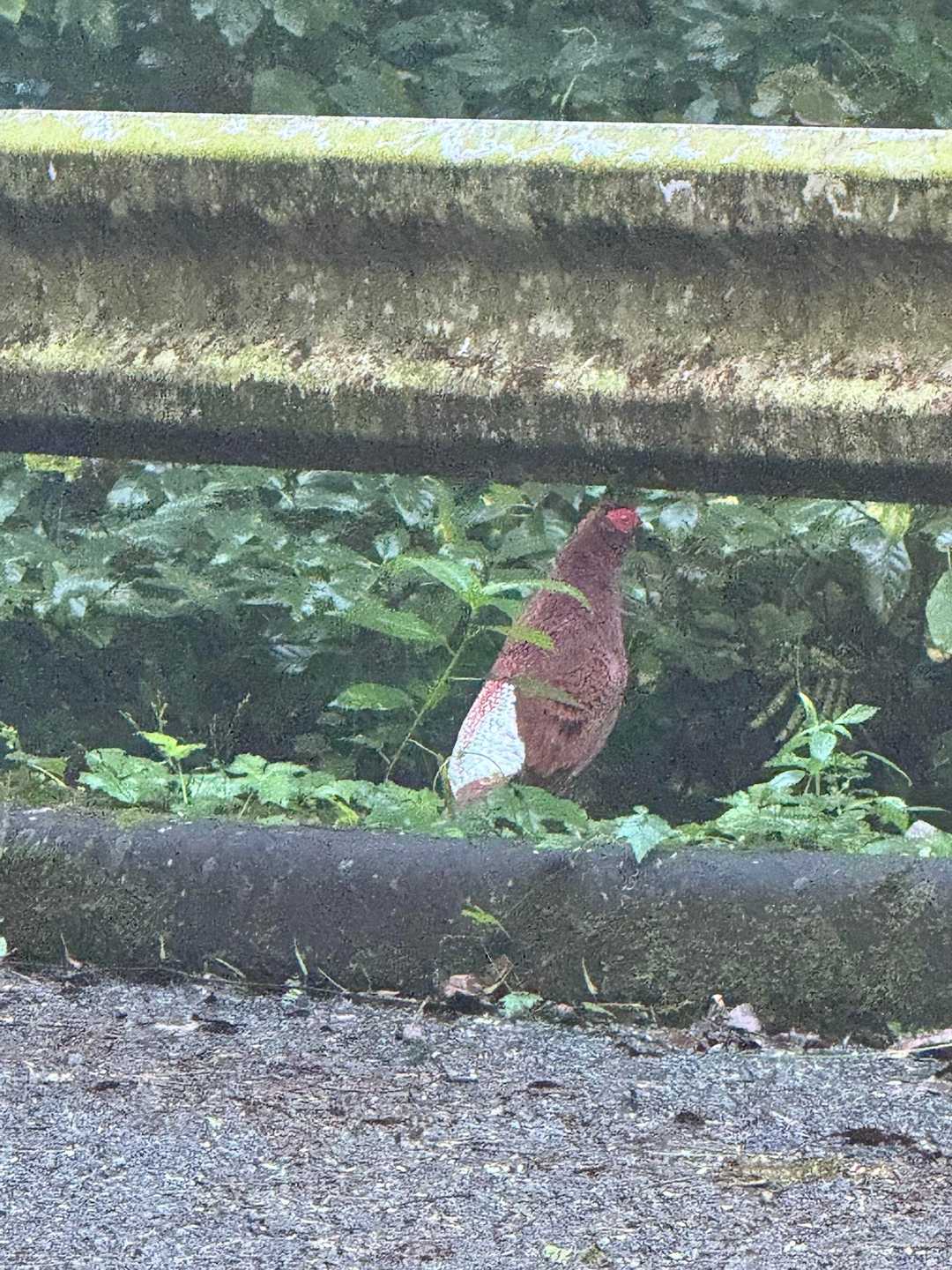 宮崎県の県鳥です。キジの仲間です。