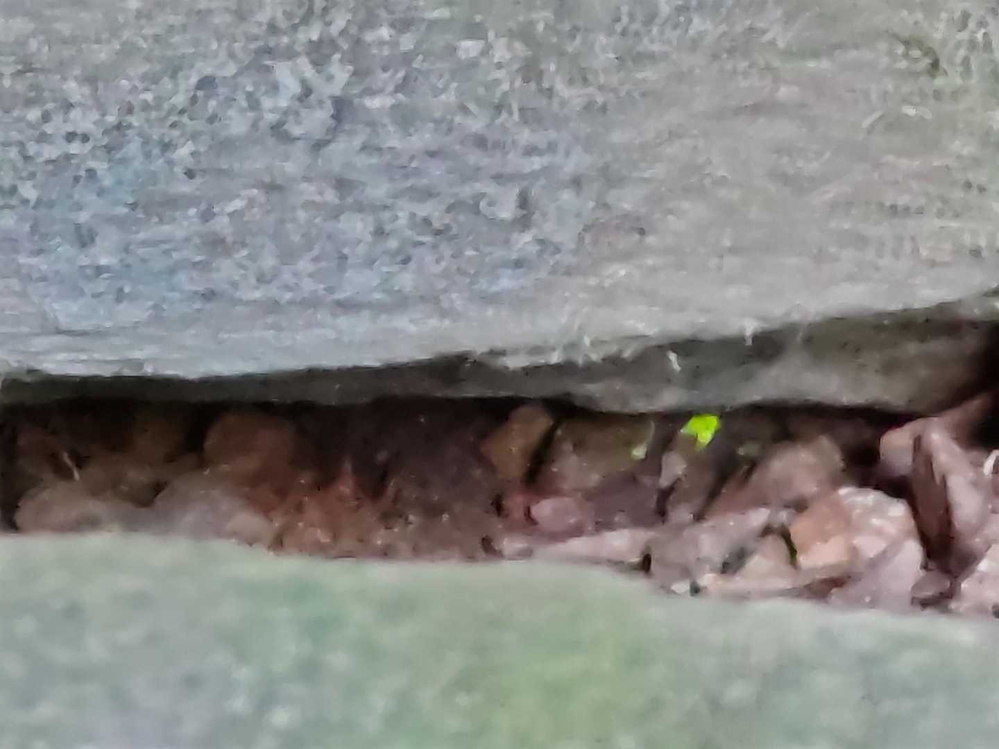 ヒカリゴケ光ってます〜。（真ん中右の緑のヤツ）