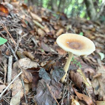 カバイロツルタケ🍄‍🟫①