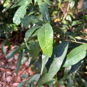 シラカシと出ました