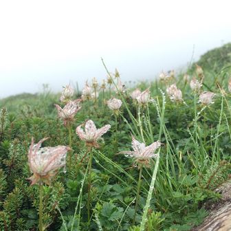 ヽ(´▽｀)/  ハッチハッチ