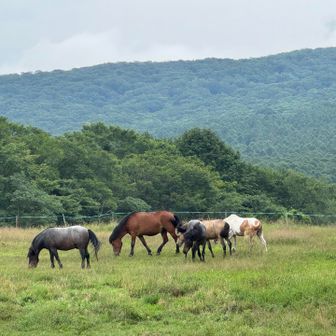 牧場には動物たちがたくさん。