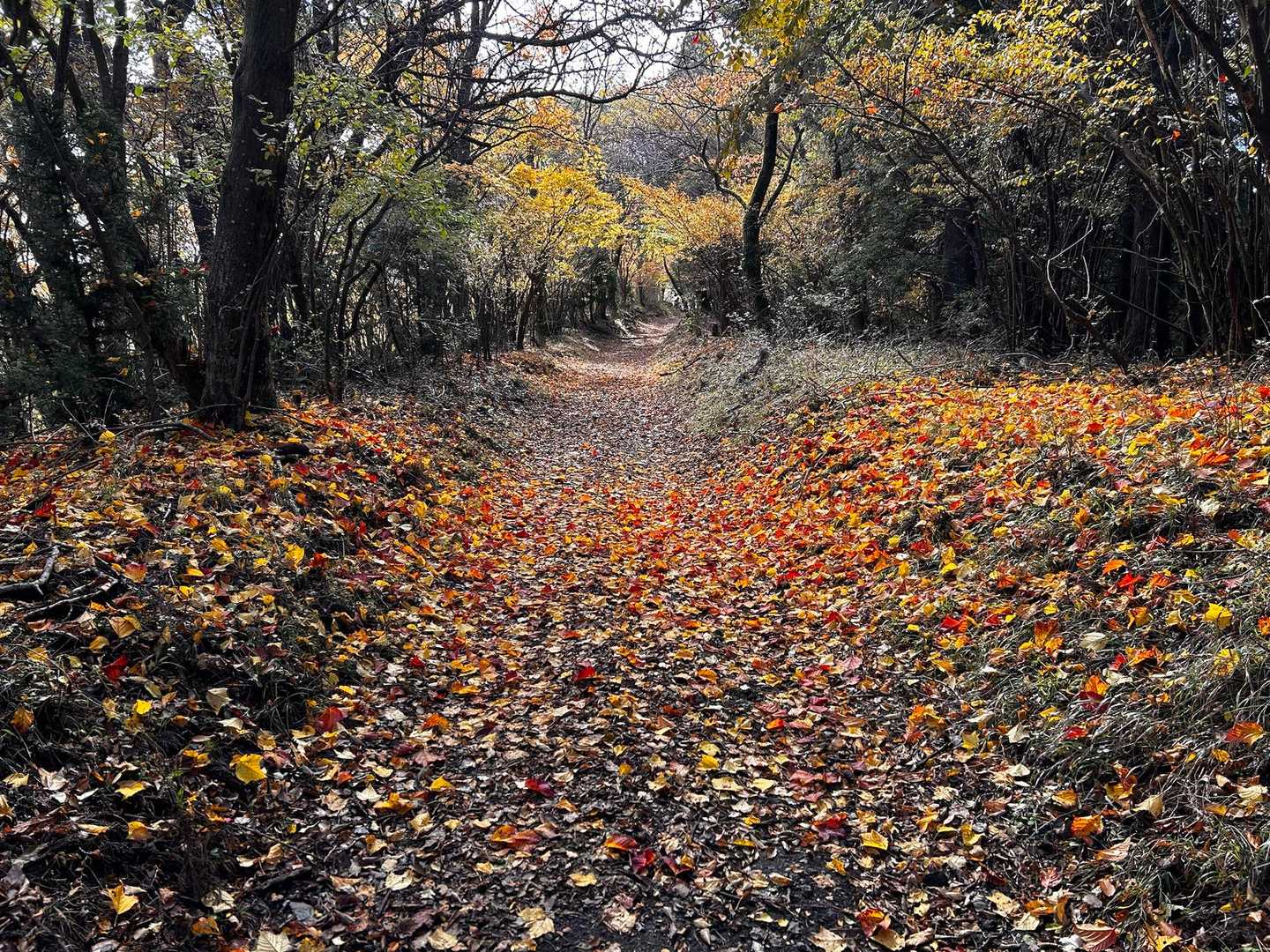 金時山登山口-丸鉢山-金時山 往復コースの写真