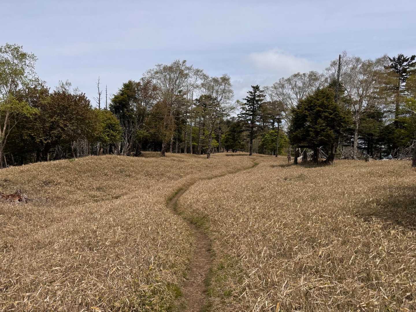 小金沢山に向かう
緩いアップダウンが少々