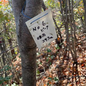 各務原アルプス（関南アルプス）・八木三山 第五ピーク飛ばして六ピーク