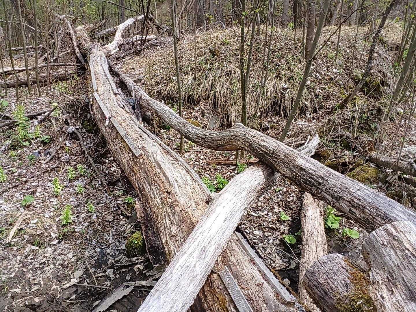 木の丸太の橋を渡ります🌳