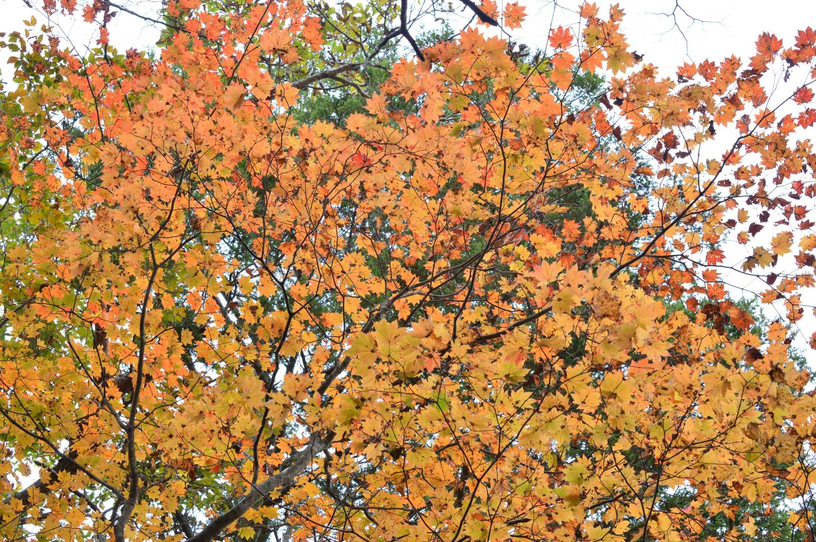 標高1300m辺りから紅葉の森が始まります