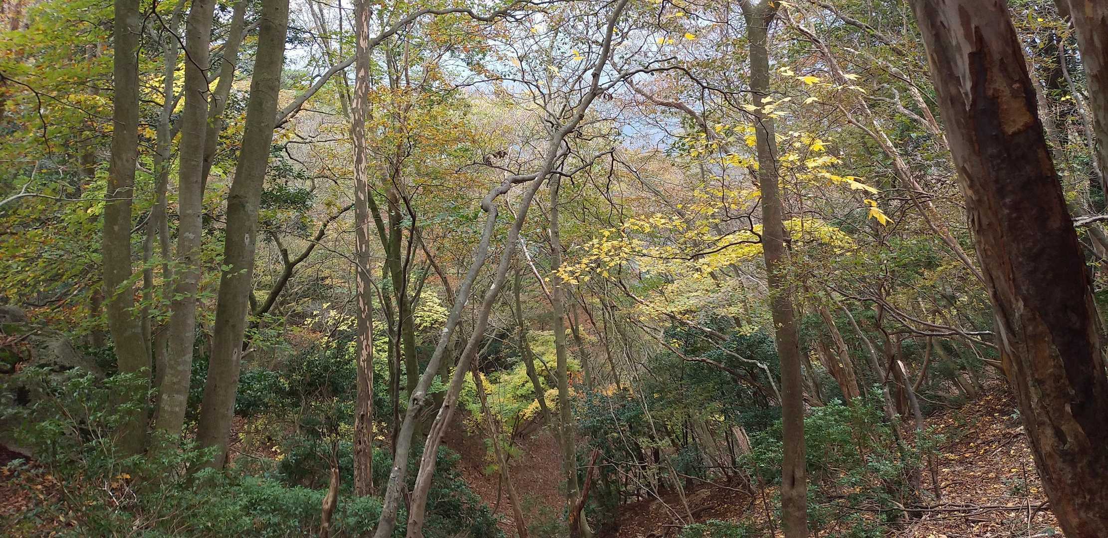 カズラ谷の紅葉は楽しむ事が出来ました。　
ナメコも少し頂きました😋