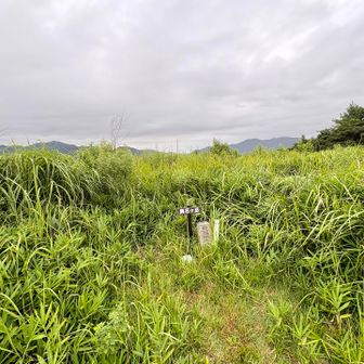 真名ヶ岳⛰️