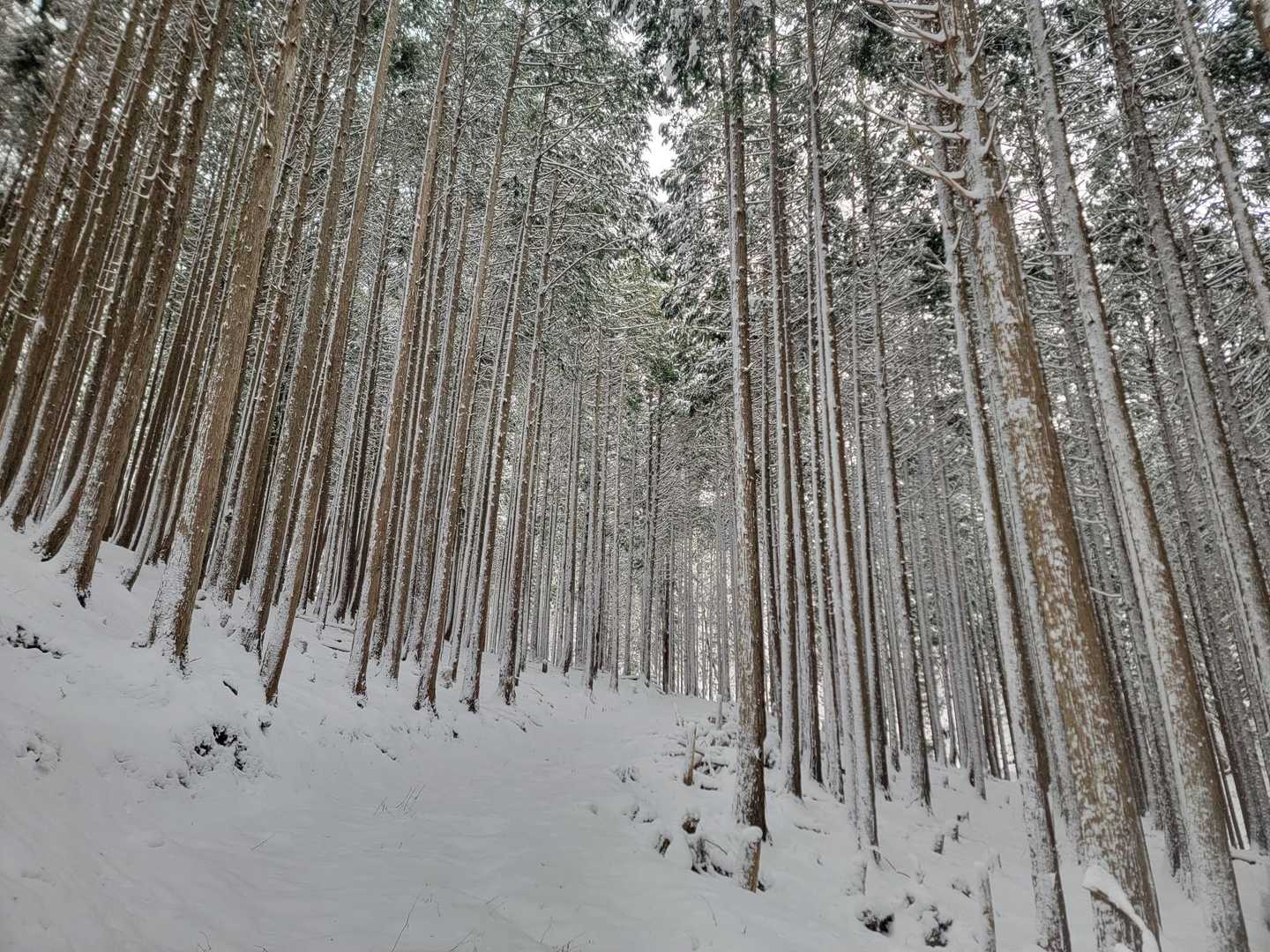 林道