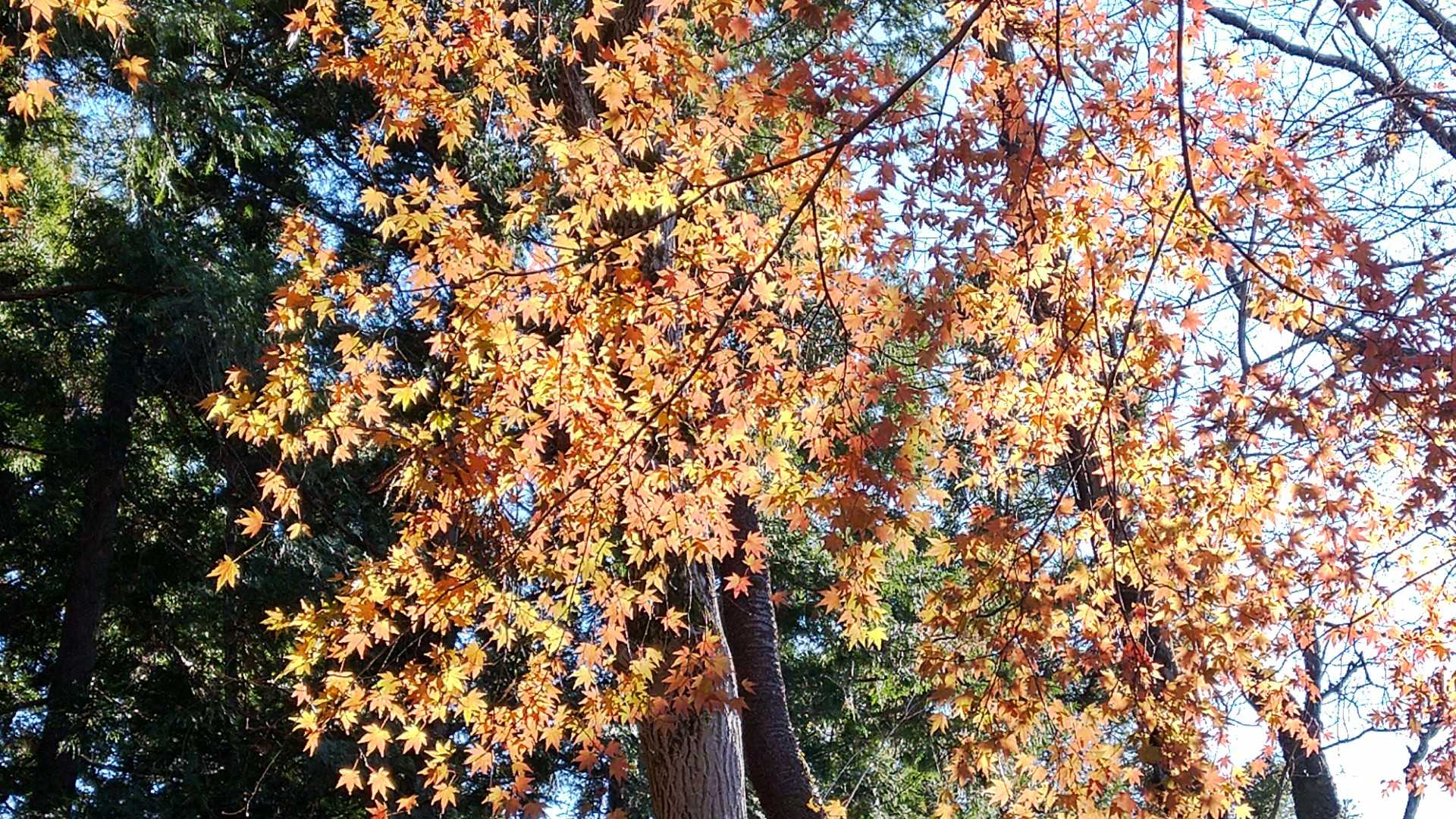 冬枯れの中、鮮やかな紅葉が🍁
