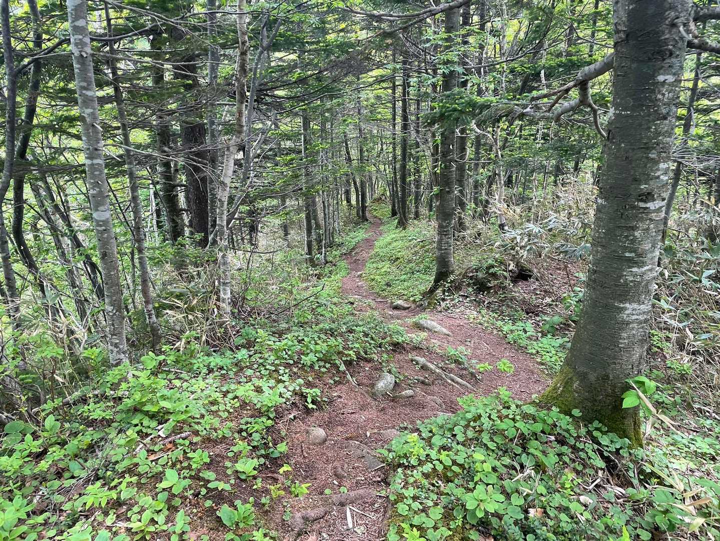 剣山-音江山 往復コースの写真