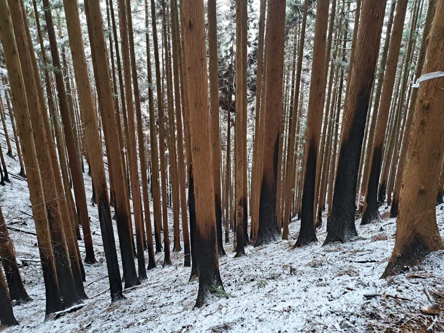 扇山 往復コースの写真