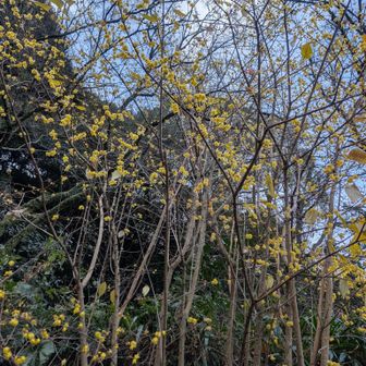 結構咲いていた