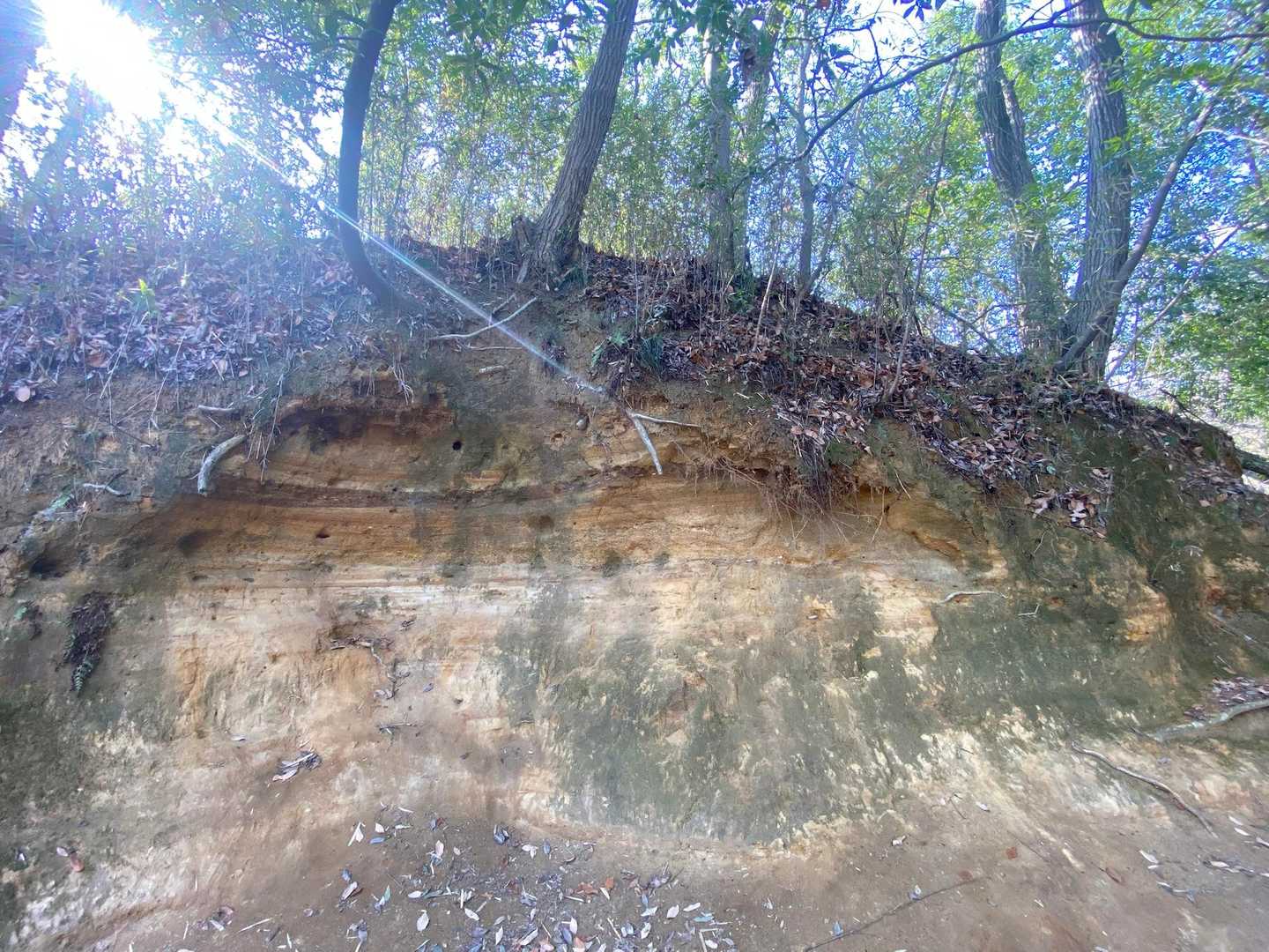 生田緑地 東口-枡形山 往復コースの写真