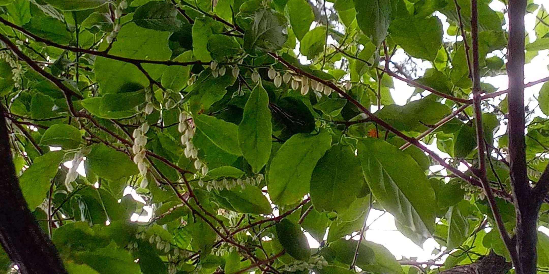 ネジキの花
甘い香りが漂います🤗