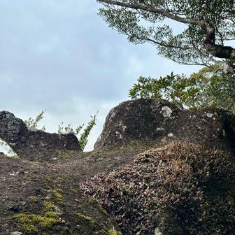 どう撮ったらカブト虫に見えるのかな🤔