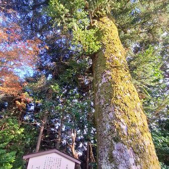 
モミの巨木　"亀岡の銘木 百二十"
モミの木と言えばクリスマス🎄✨