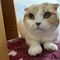 てんてん（旧　猫男爵）