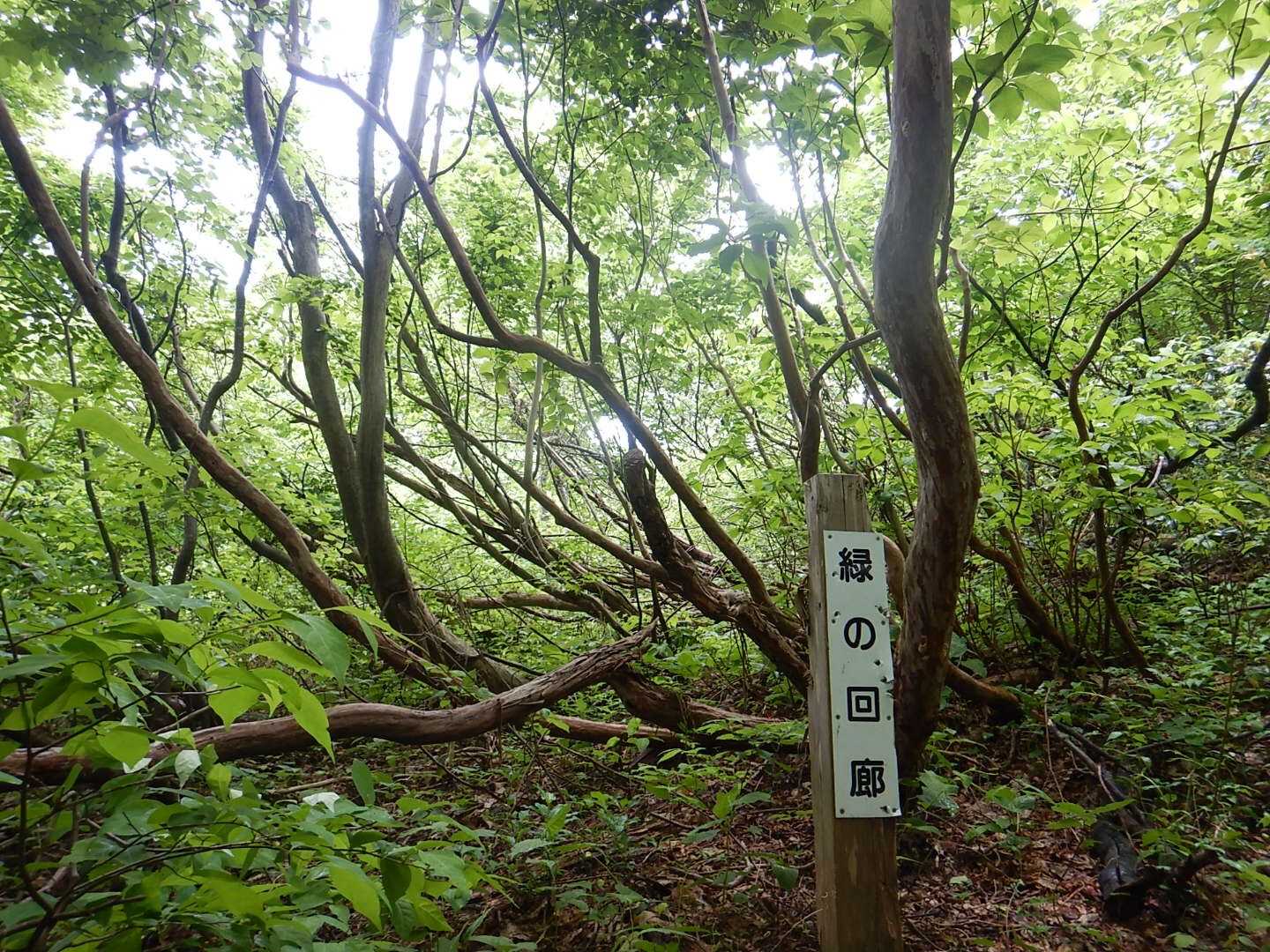 緑がきれい🌿