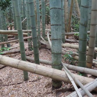 滑るし、障害物が多い！