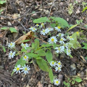 可憐な花のお出迎え。