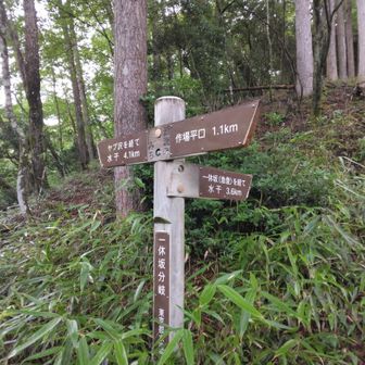一休坂分岐。もちろん、左ヤブ沢方向へ😄