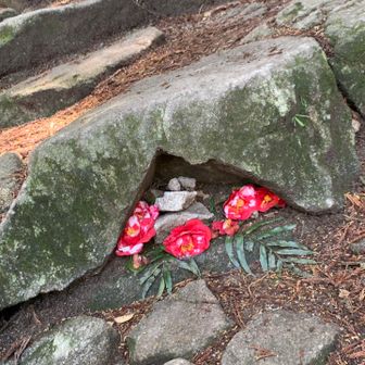 鏡餅
椿が飾ってありました