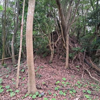 本丸（土塁？）