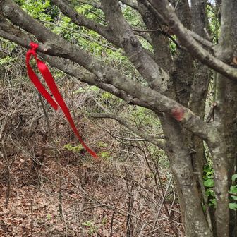 紙ふうせんさんのリボンと、枝に添えられた古い赤い印に導かれ、
古道をゆっくりと下っていきます(^^)