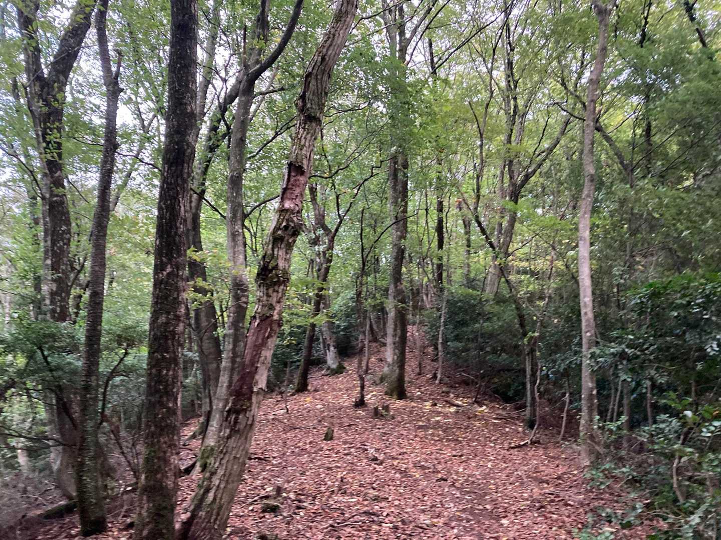 落ち葉でふかふかの紅葉ゾーン