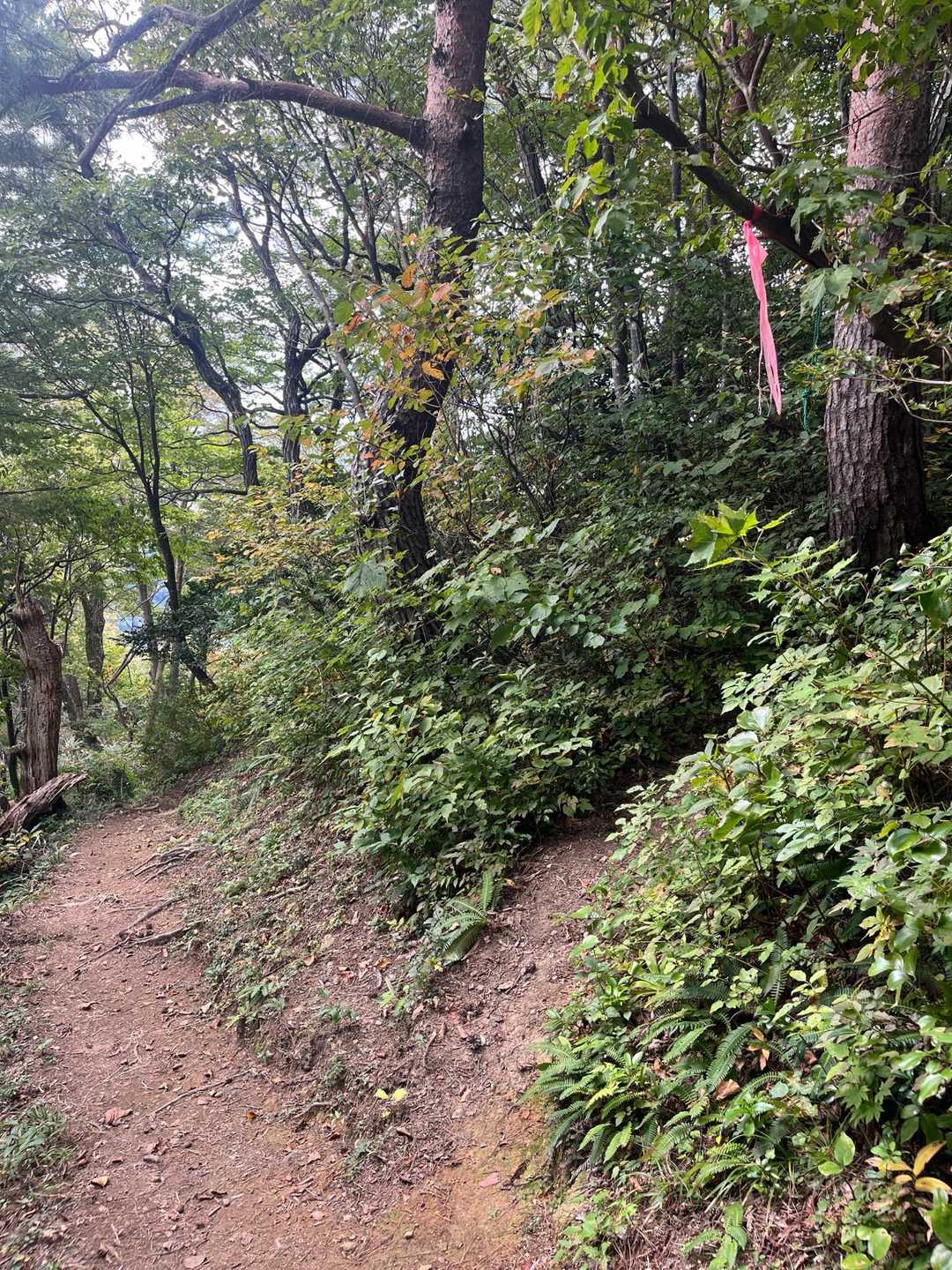 下山、分岐で右へ➡️