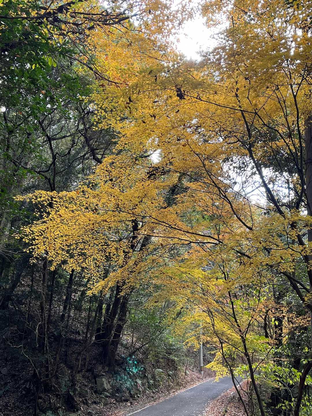 今日このコースで正解😁