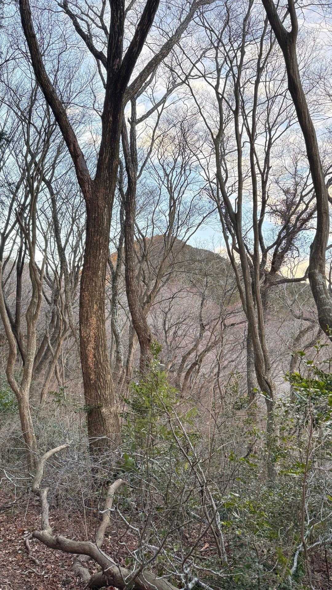 仏頂山 往復コースの写真
