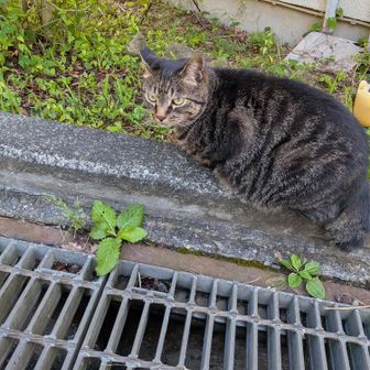 御岳の重鎮さん、おはようございます。