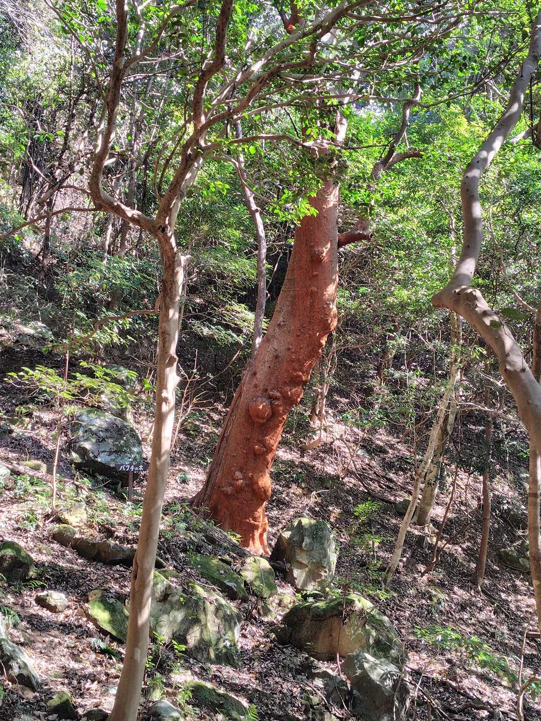 白馬山 周回コースの写真