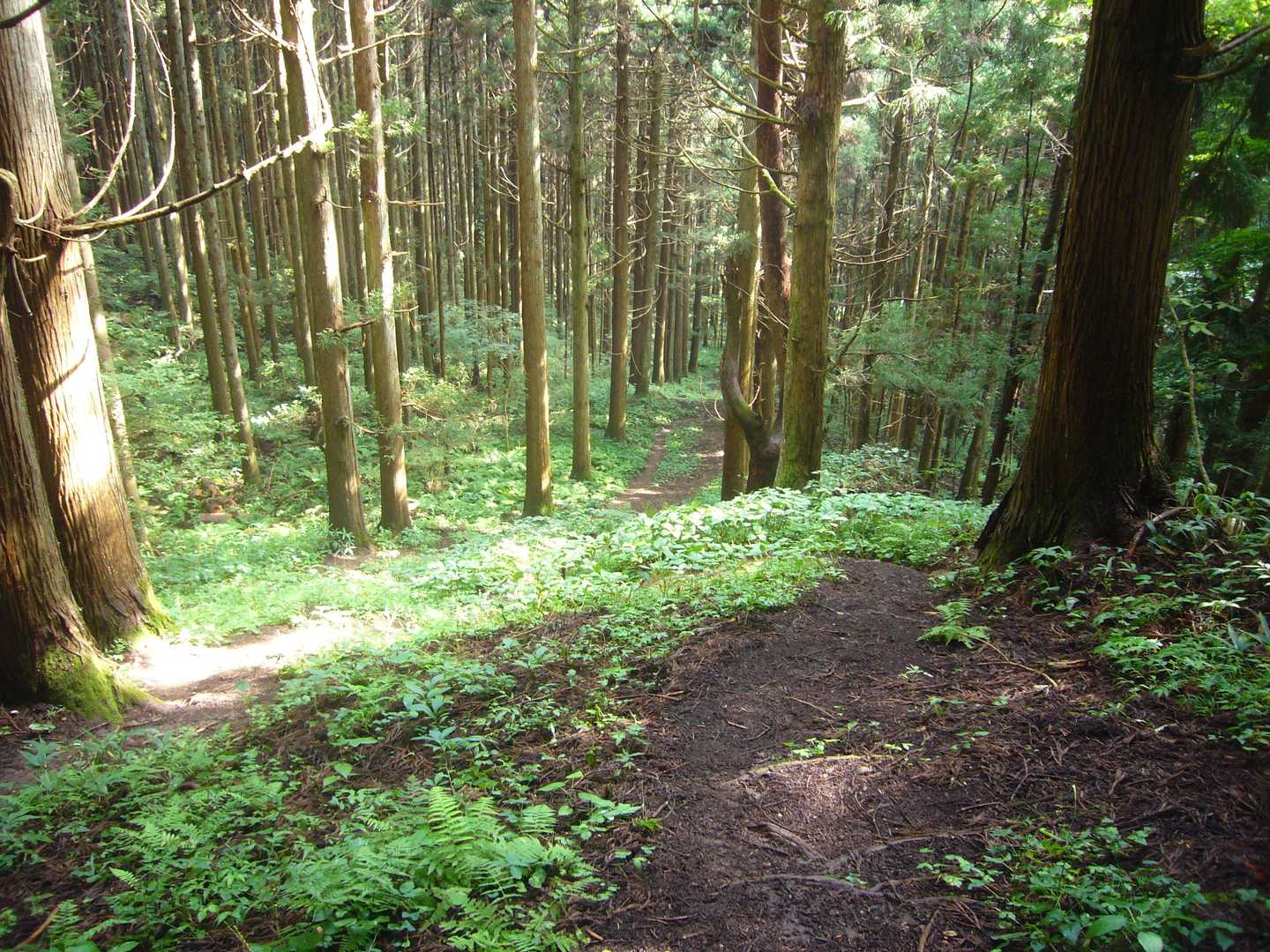 下山したら
ザブンッと二雨めが来た
普段のオコナイのおかげで濡れずに済む😤
