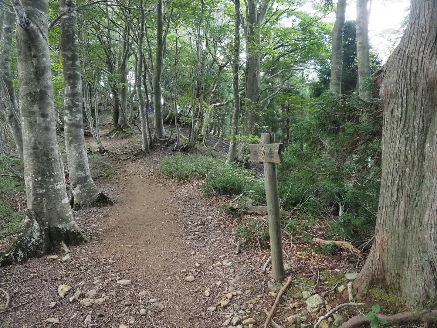 二の岳。
この少し手前からブナの森の尾根に出ました。緩やかな道です。ふー。