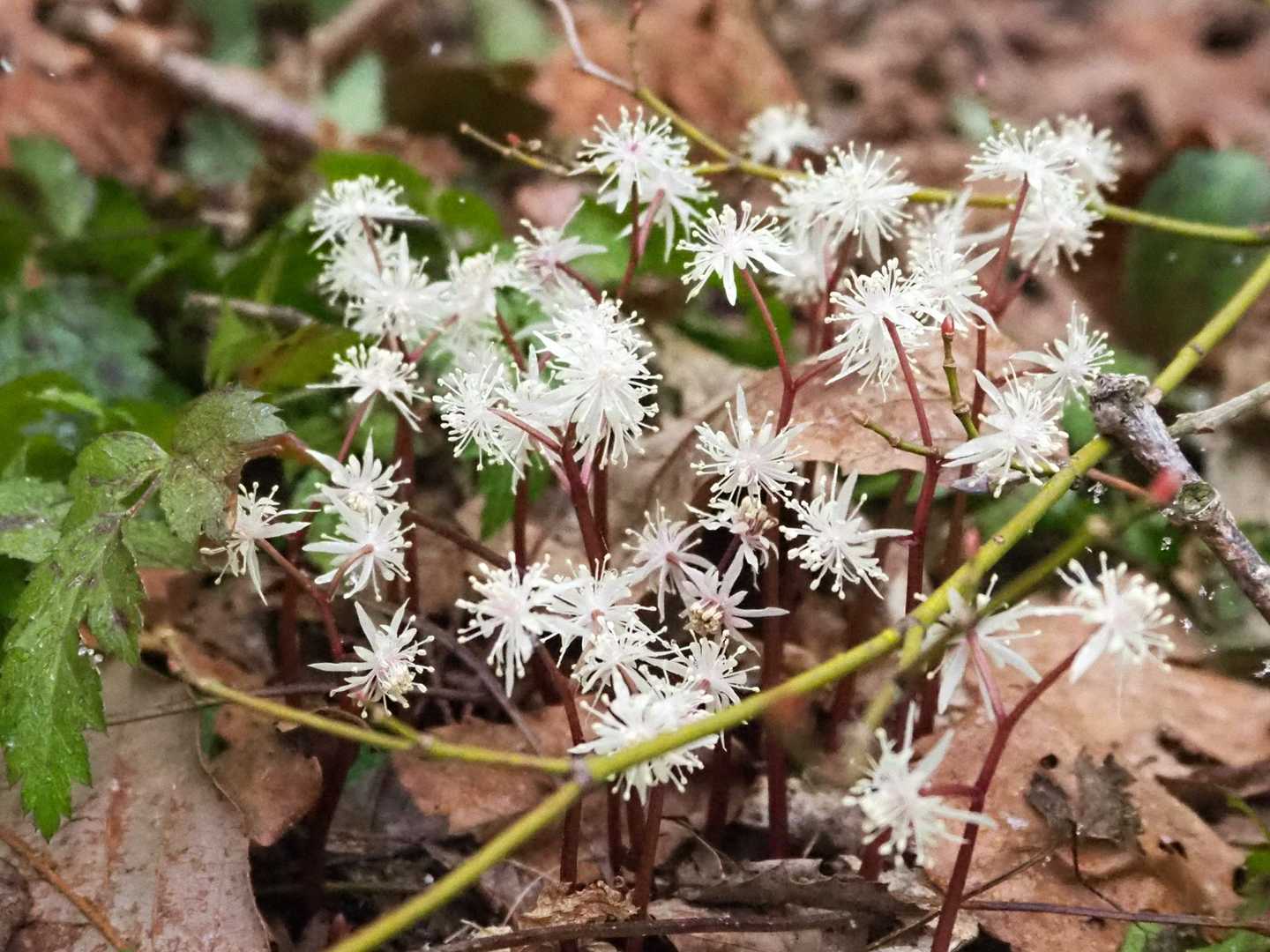 花火のようなオーレン✨