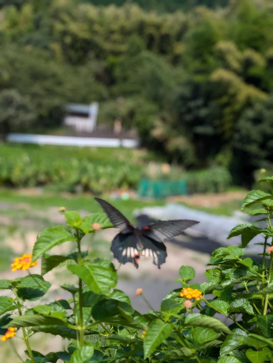 一ノ谷登山口-柑子岳 周回コースの写真
