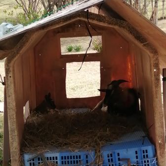 下山したらヤギも赤ちゃん❤