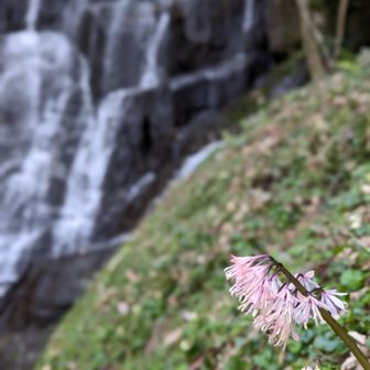 滝とショウジョウバカマ