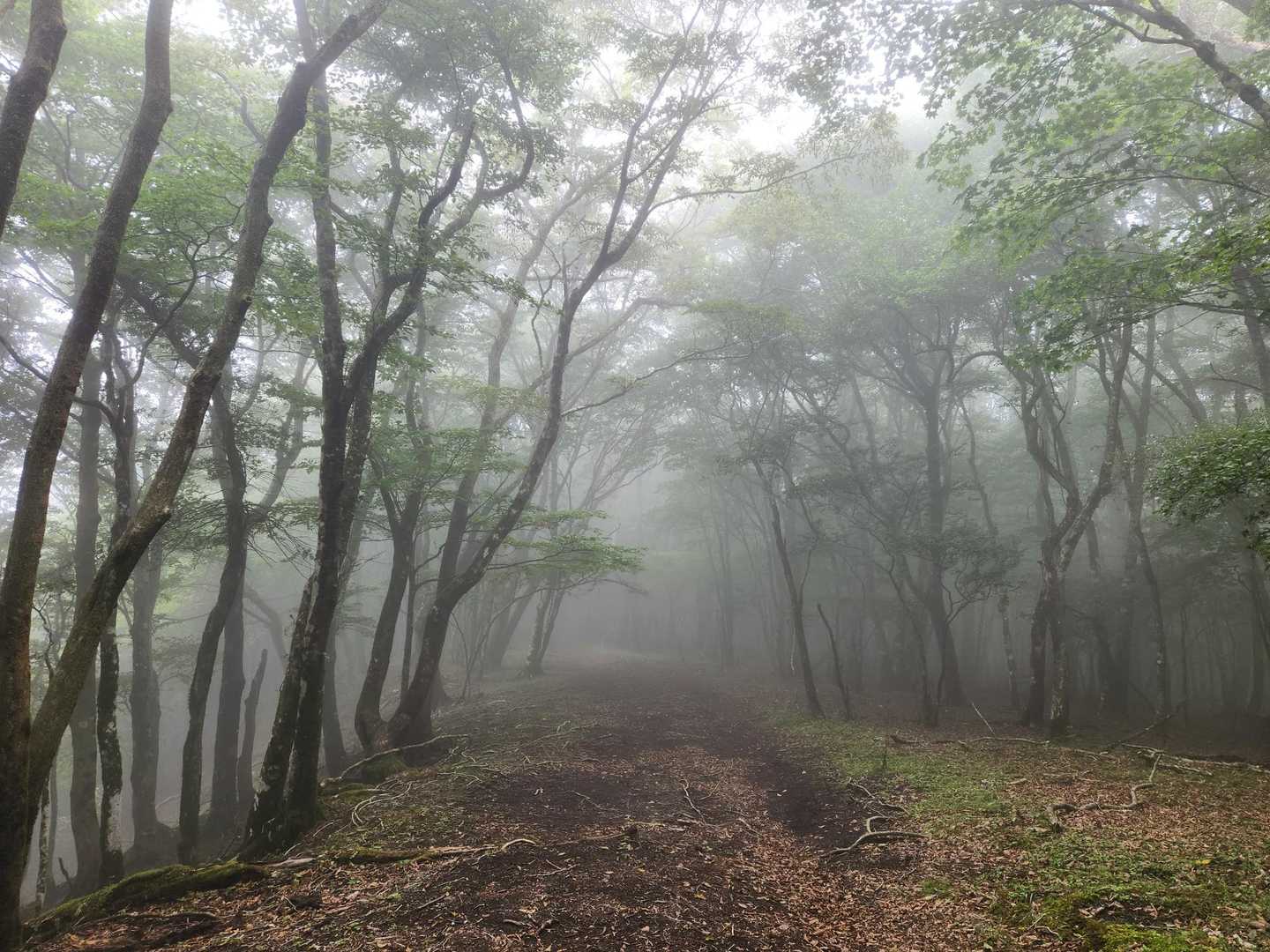 誰もいないし、視界悪いし何だかな。鹿が出てきてびっくり😨した。