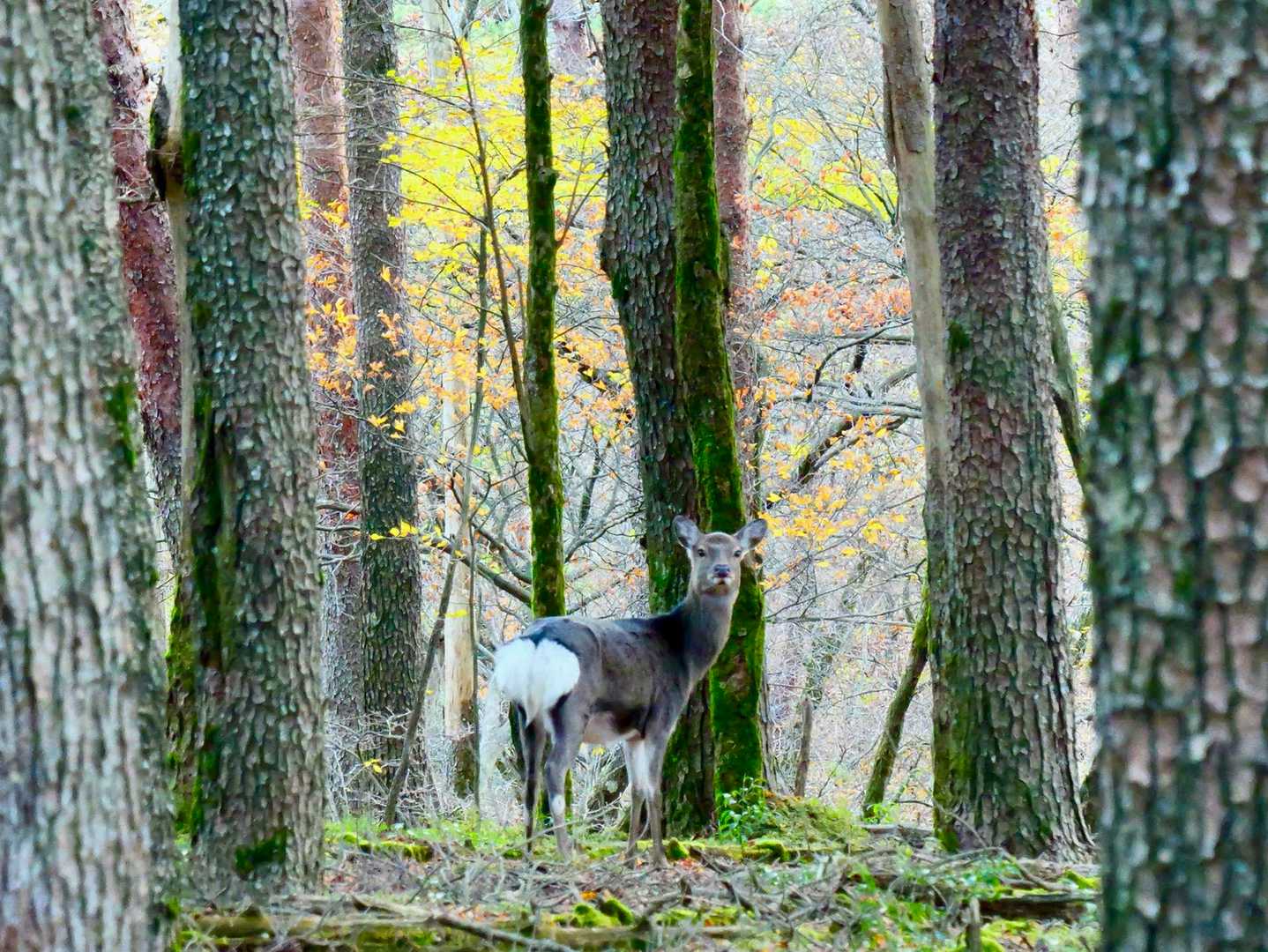 鹿と紅葉🦌🍁