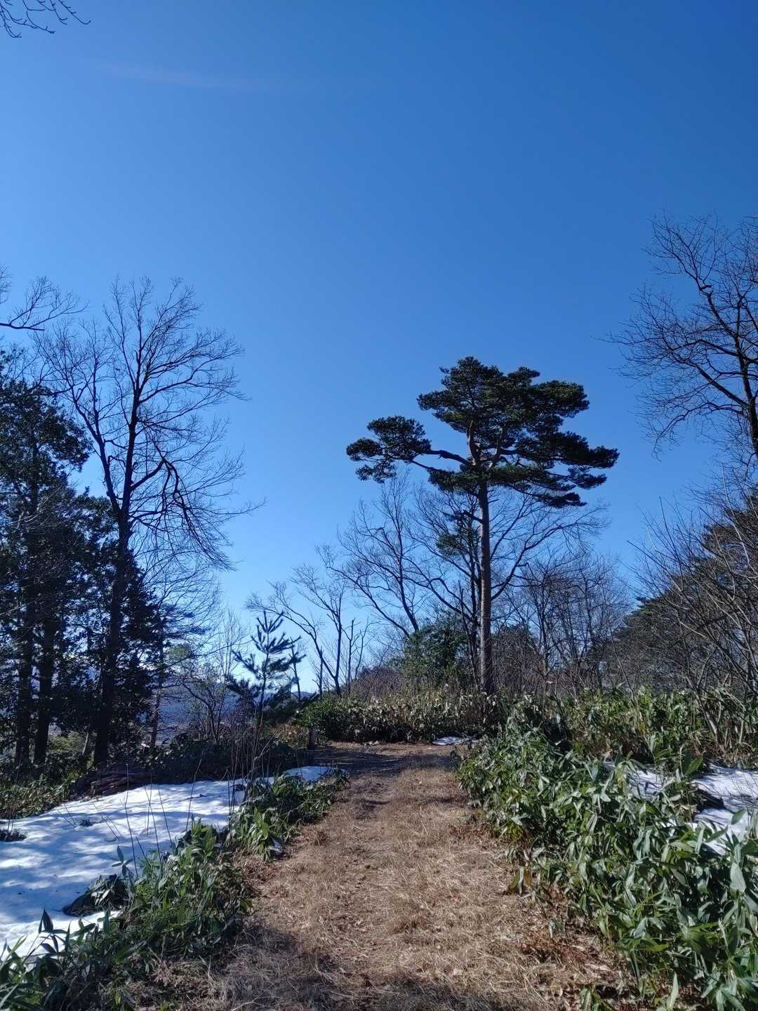 焼山 往復コースの写真