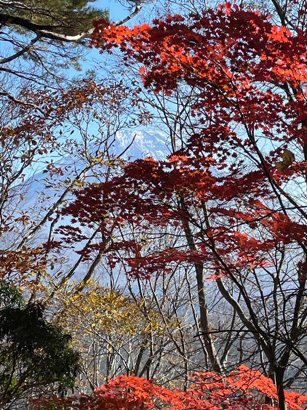 樹間に富士山🗻を眺めながら